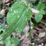 Stellaria nemorum Leaf