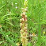 Orchis anthropophora 花