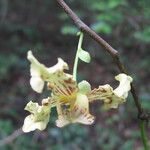 Monodora carolinae Flower