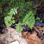 Dryopteris intermedia Облик