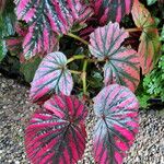 Begonia brevirimosa Leaf