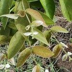 Combretum molle Leaf