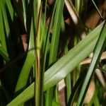 Carex picta Leaf