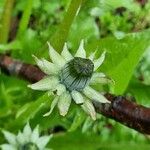 Taraxacum dissectum Floare