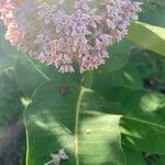 Asclepias syriacaЛисток