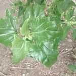 Atriplex sagittata Leaf