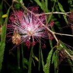 Calliandra magdalenae Агульны выгляд