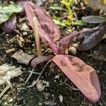 Atriplex hortensis Folha