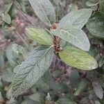 Shepherdia canadensis Levél