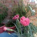 Dianthus barbatusFlower