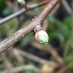 Crataegus rhipidophylla Blatt