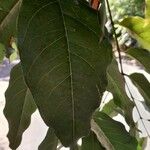 Eucalyptus deglupta Blad