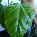 Hibiscus fragilis Leaf