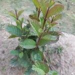 Psidium guajava Blatt