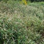 Persicaria decipiens その他の提案