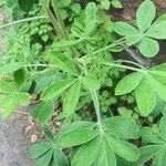 Lupinus texensis List