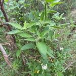 Solanum chenopodioides Лист