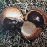 Aesculus turbinata Fruit