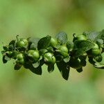 Dasistoma macrophylla Fruit