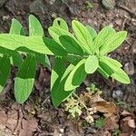 Hypericum hirsutum Fuelha