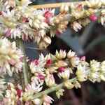 Chamissoa altissima Blüte