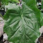 Alocasia odora Liść