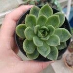 Echeveria × gilva Leaf