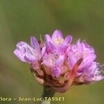 Armeria canescens Flor