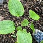 Dioscorea villosa Blatt