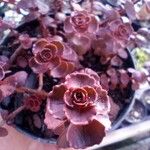 Sedum spurium 叶