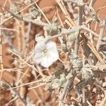 Convolvulus oxyphyllus Kwiat