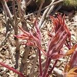 Paeonia rockii Folha