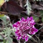 Scabiosa atropurpureaFlower