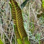 Niphidium crassifolium Blad