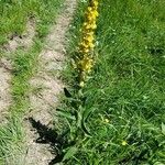 Verbascum lychnitisКветка