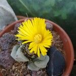 Lapidaria margaretae Flor