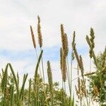 Phleum pratense Flower