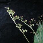 Laportea bulbifera Alkat (teljes növény)