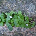 Cymbalaria aequitriloba Habit