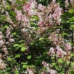 Syringa pubescens Habitat