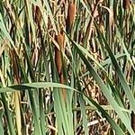 Typha latifolia Frucht