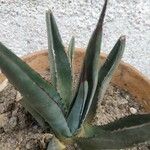 Agave palmeri Blatt