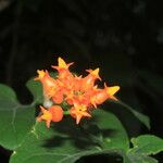 Gurania bignoniacea Cvet