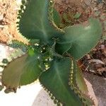 Kalanchoe ceratophylla Blatt