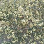 Acacia myrtifolia Blüte