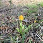 Polygala lutea 花