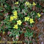 Helianthemum marifolium Habitat