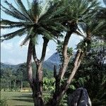 Cycas pectinata عادت داشتن