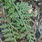 Asplenium fontanum Folio