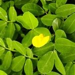 Arachis pintoi Flors